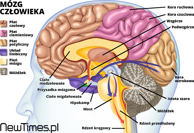 Human-Brain
