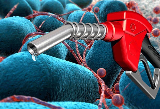 Gasoline-Petrol-Bacteria