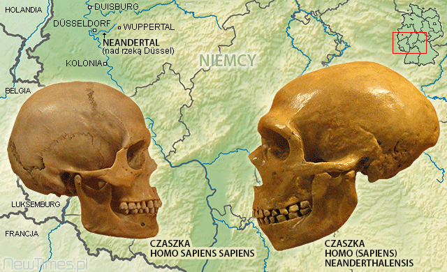 Homo-Sapiens-Neanderthalensis-Skulls-Map